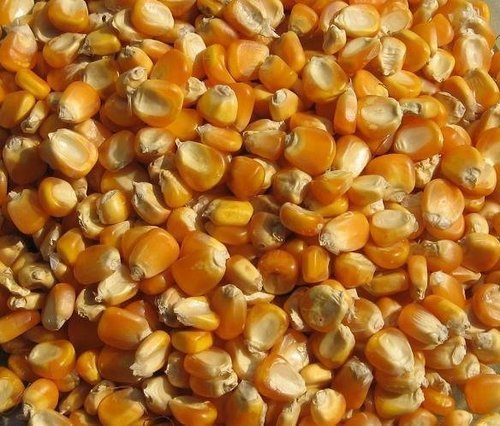 Maize