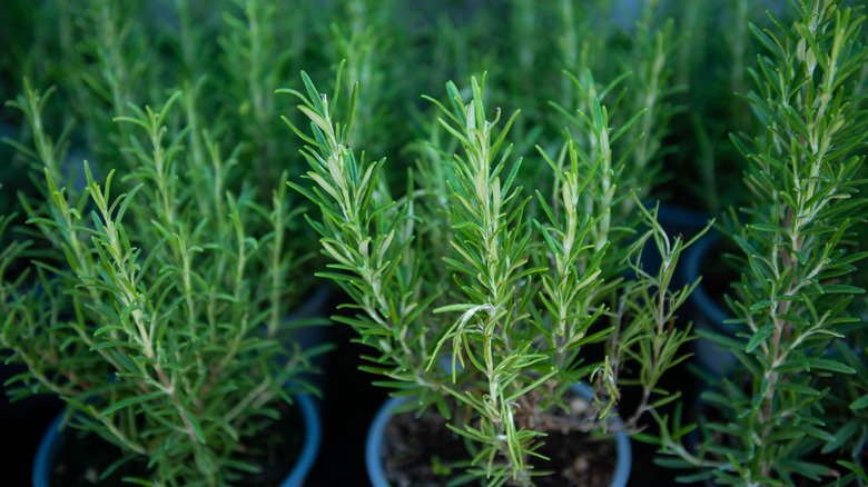Rosemary