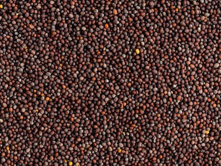 Black Brown Mustard Seeds